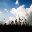 양재천 연인의 거리 이미지