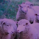 스마트팜의 미래 이미지