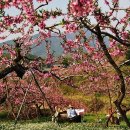 복사꽃향기 이미지