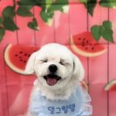 댕그랑댕 이미지