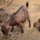 힘찬염소농장 이미지