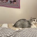 도도 Grooming 이미지