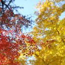 임고초등학교 이미지