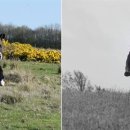 행복한개 이미지