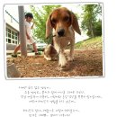 서당개 이미지