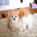 동글동글 이미지