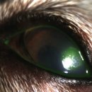 다산마리동물병원 이미지