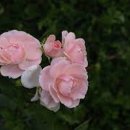 아로마테라피 - 영주시 대학로 154-1 | 아로마테라피