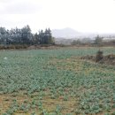 석창농장 | 제주도 서부 한림 카페 : 제주 여행 중 그린페블 초콜릿공장 체험