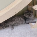 러블리메인쿤 이미지