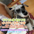 강아지를찾습니다/슈나우저/수컷/서울시 구로구 고척동 근린공원 가든아파트 대우아파트 덕의초등학교 부근 이미지