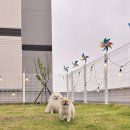 헤이퍼피 이미지