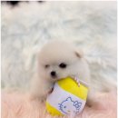 애기 강아지 반려견전문샵 이미지