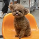 하이디저트 이미지