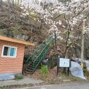 구례 오산 - 진달래와 선바위 그리고 벚꽃의 앙상블 이미지