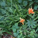 백운산 신촌 이미지