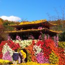 대구수목원 국화 축제 이미지