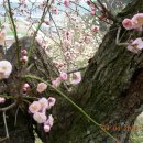 선비뜨락 이미지