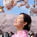100 현지 영상으로 배우는 패턴 일본어 (2) | 일본 벚꽃 ‘七分咲き’는 몇 %일까?｜일본 뉴스로 배우는 개화 표현과 일본어 회화