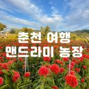 맨드라미농장 | 춘천여행 맨드라미 농장 방문 후기