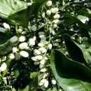 표선교회 이미지