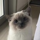 나만 없어 고양이 이미지