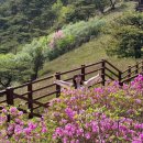GS25 강화고려산점 | 고려산진달래축제 오늘까지! 주차·등산코스·개화 총정리