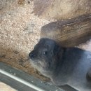 힘쎈수달 이미지