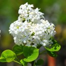 수수꽃다리 이미지