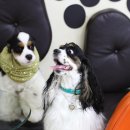 쁘띠퍼피 이미지