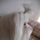 전이랑 순이랑 이미지