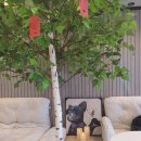 타로에 반하다 이미지