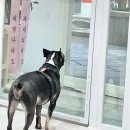 까리하개 이미지