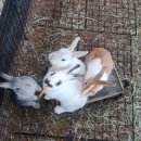 토끼야 놀자(영종하늘도시점) 이미지