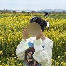 구포 유채꽃 축제 후기 대저생태공원 부산 유채꽃 명소 주차 정보까지