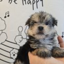 펫 중개소 이미지