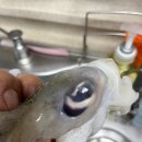 수가파 갑가파 수산물 가격파괴 갑각류 가격 파괴 절대 믿지마세요~