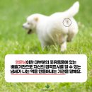 눈이튼튼 동물병원 네이버블로그