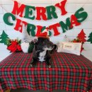 카페노이 이미지