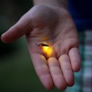 반딧불이 호텔 이미지