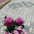 세실플라워