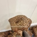 팔공농산