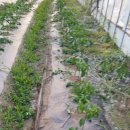 충청농장 이미지