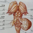 뇌의 구조와 기능 이미지