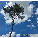 대치서울메디컬 네이버블로그