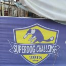 윤선생애견훈련소 이미지