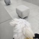 인천 24시 스카이동물메디컬센터 | 인천 송도 24시 동물병원 &lt;오케이 동물 메디컬 센터&gt; 찐후기♥