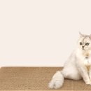 고양이발 이미지