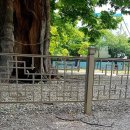 느티나무공원 이미지