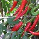 동처농장 이미지